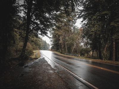 empty road between trees